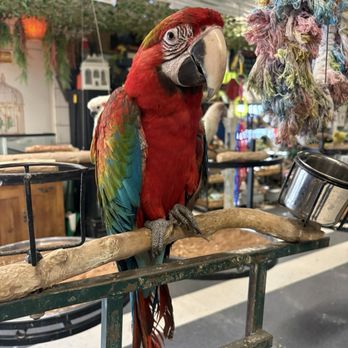 Birds N Paradise - Bird Shops Near Me - Menifee, California