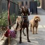 Photo of Dogtales Boston