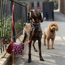 Dogtales Boston - South End Crew! DogTales Boston is a limited capacity, private care, dogwalking duo with nearly two decades of experience.