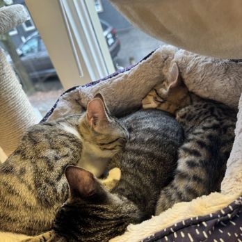 Chico Cat Cafe - Cats Olivia, Turbo, and Tiger - Pet Adoption Near Me - Chico, California