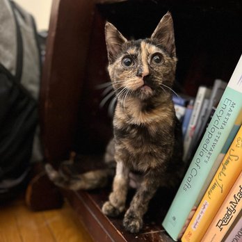 Waggytail Rescue - Kitten foster - Pet Adoption Near Me