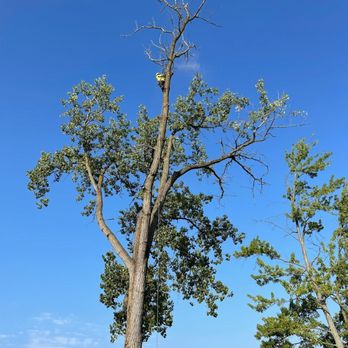 4 Seasons Tree Services - Tree Services Near Me - Kalamazoo, Michigan