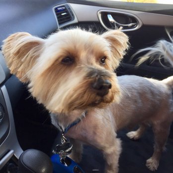 bark and brushes mobile grooming