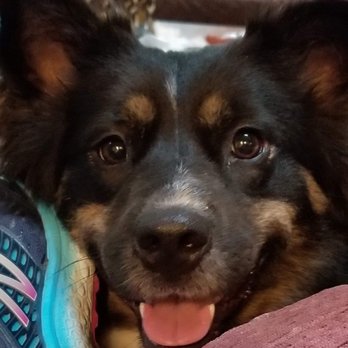 Reach Rescue - Animal Shelters Near Me - Mundelein, Illinois