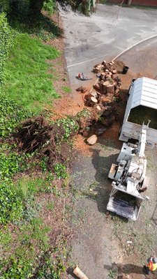 Tree Trimming Services - We can help you with your Tree Trimming / Removal services. Call us today! Tree Trimming Services - We can help you with your Tree Trimming / Removal services. Call us today!