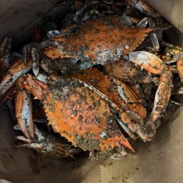 Steamed Crabs