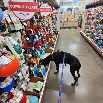 PetSmart Doggie Day Camp - Pet Stores Near Me - Phoenix, Arizona