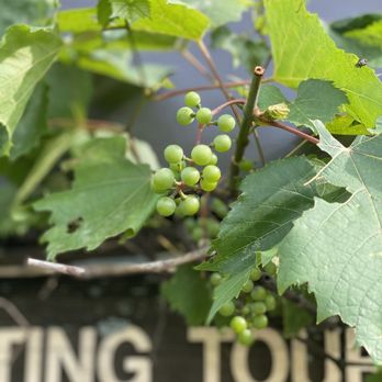 Mazza Vineyards - Entrance - Wineries Near Me - North East, Pennsylvania