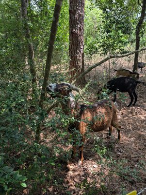 Houston Arboretum & Nature Center by null