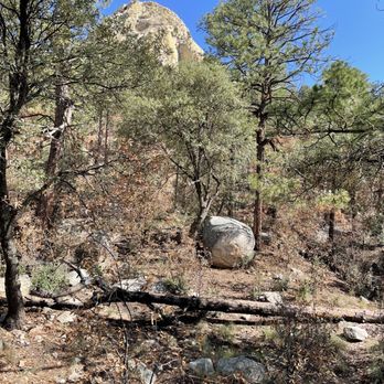 Rose Canyon Campground - Camping Site #11 surrounding view - Campgrounds Near Me