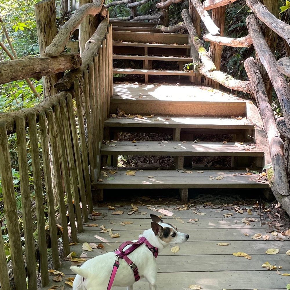 Bushkill Falls - Tours Near Me - Bushkill, Pennsylvania Bushkill Falls - Tours Near Me - Bushkill, Pennsylvania