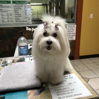 Bark 'N Bathe - Mia is a true Diva loves to come to Bark & Bath to get Pampered. The owner & staff are the best! - Pet Groomers Near Me - Whittier, California