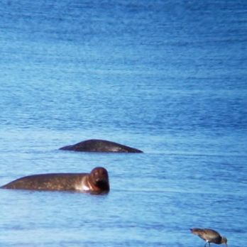 Point Mugu RV Park - Seals - Campgrounds Near Me - Point Mugu, California Point Mugu RV Park - Seals - Campgrounds Near Me - Point Mugu, California