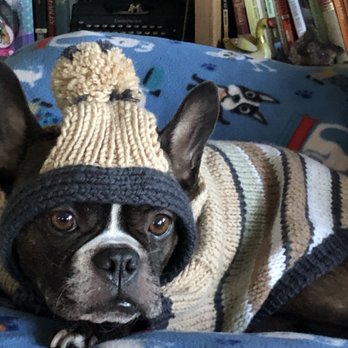 You Dirty Dog - Diego in Sweater hat set - Pet Groomers Near Me