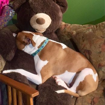 Richfield Area Pet Clinic - Nitro - 90lb American Staffordshire Terrier - Veterinarians Near Me - Hubertus, Wisconsin Richfield Area Pet Clinic - Nitro - 90lb American Staffordshire Terrier - Veterinarians Near Me - Hubertus, Wisconsin