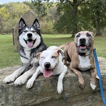 Pivotal Dog Training - Pet Training Near Me Pivotal Dog Training - Pet Training Near Me
