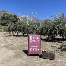 Ready for some apples