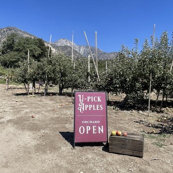 Rileys At Los Rios Rancho - Ready for some apples - Fruits & Veggies Near Me - Oak Glen, California