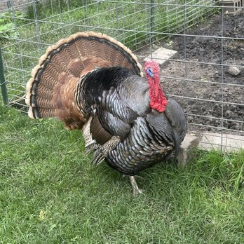 Kamins Farm Sanctuary - Tom. We love Tom! - Animal Shelters Near Me