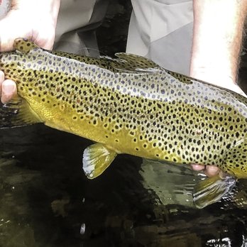 Freestone River Anglers - Fishing Near Me - Vilas, North Carolina