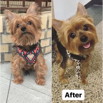 Gentle Touch Dog Grooming - Pet Groomers Near Me - Brooklyn, New York Gentle Touch Dog Grooming - Pet Groomers Near Me - Brooklyn, New York