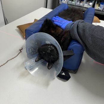 Veterinary Emergency Group - Sedated cat getting an x-ray - Emergency Pet Hospital Near Me - San Ramon, California Veterinary Emergency Group - Sedated cat getting an x-ray - Emergency Pet Hospital Near Me - San Ramon, California
