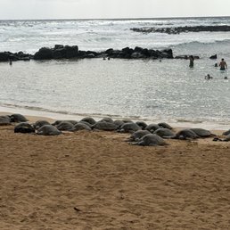 Turtles