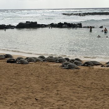 Poipu Beach - Turtles - Beaches Near Me - Koloa, Hawaii