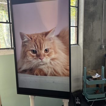 Best Friend Studios - Pet Photography Near Me - Los Angeles, California Best Friend Studios - Pet Photography Near Me - Los Angeles, California
