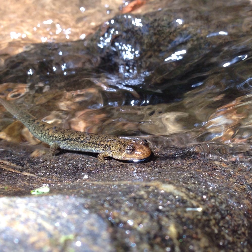 Andrew's Cove Campground - Little guy hanging out at the creek in the campground - Campgrounds Near Me - Helen, Georgia