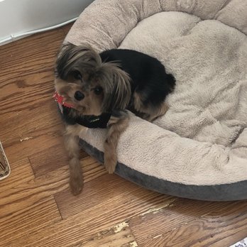 City Pooch - Pet Groomers Near Me - Miami, Florida City Pooch - Pet Groomers Near Me - Miami, Florida