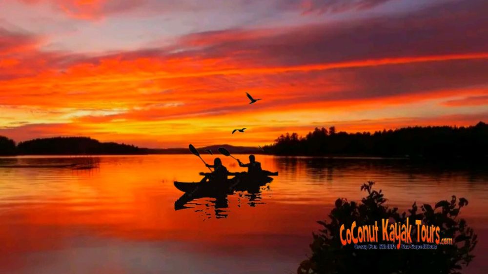 Coconut Kayak Tours Logo