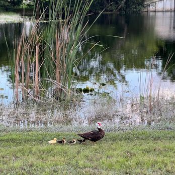 CB Smith Park - Mama duck with her babies - Parks Near Me - Pembroke Pines, Florida CB Smith Park - Mama duck with her babies - Parks Near Me - Pembroke Pines, Florida