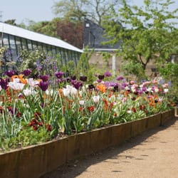 Cafe At Bradley Gardens - Tulips in bloom