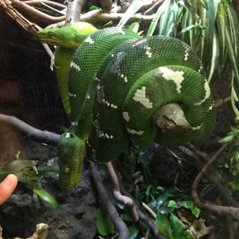 DFW Reptarium - Emerald Tree Boa - Pet Stores Near Me - Plano, Texas DFW Reptarium - Emerald Tree Boa - Pet Stores Near Me - Plano, Texas