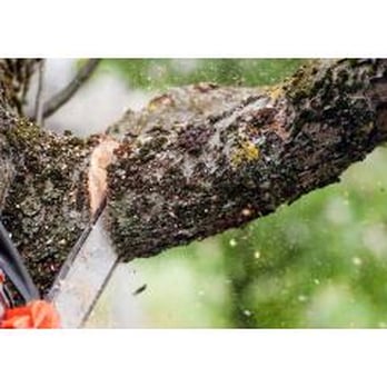 Schryver's Tree and Landscape - Schryver's Tree and Landscape LLC - Tree Services Near Me - Seymour, Connecticut