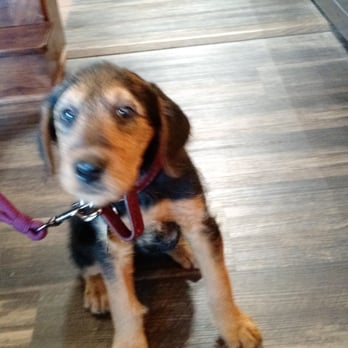 Durango Craft Spirits - Even the puppy loves it here. - Distilleries Near Me - Durango, Colorado