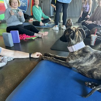 Far Fetched Dog Rescue - Animal Shelters Near Me Far Fetched Dog Rescue - Animal Shelters Near Me