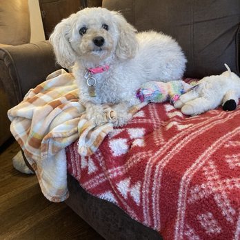Mission Veterinary Emergency & Specialty - Feeling great! - Emergency Pet Hospital Near Me - Mission, Kansas