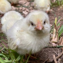 Rebel Pastures - Baby chicks!
