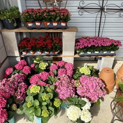 The Plant Shed - Spring time!