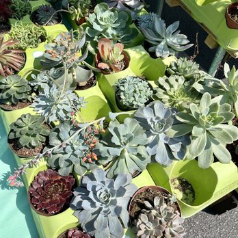 Campbell Farmers Market - Succulents - Farmers Market Near Me - Campbell, California