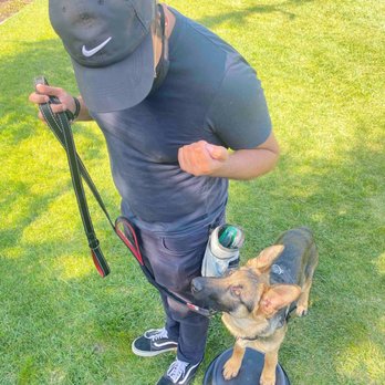 Bay Area K9 Training - Pet Training Near Me