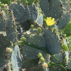 Mcallen Nature Center - Prickly Pear