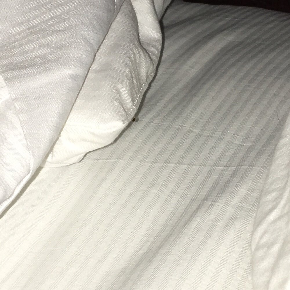 DoubleTree by Hilton Hotel Largo/Washington DC - That small spot under the pillow! Front desk said it's not a bed bug. - Hotels Near Me - Largo, Maryland DoubleTree by Hilton Hotel Largo/Washington DC - That small spot under the pillow! Front desk said it's not a bed bug. - Hotels Near Me - Largo, Maryland