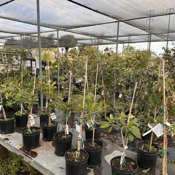 Mimosa Nursery - Huge selection - Nurseries & Gardening Near Me - Anaheim, California Mimosa Nursery - Huge selection - Nurseries & Gardening Near Me - Anaheim, California
