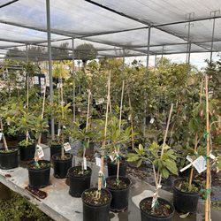 Mimosa Nursery - Huge selection