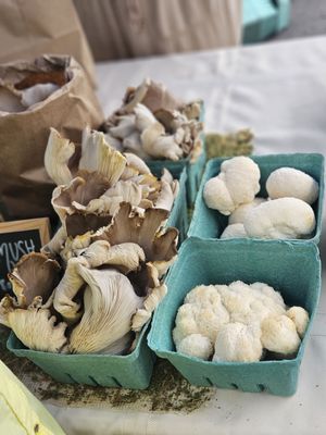 Old Beach Farmers Market by null