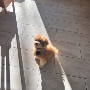 Sculptsations - The cutest greeter ever! Yogi barks his greeting and loves new friends! - Permanent Makeup Near Me - Pleasanton, California Sculptsations - The cutest greeter ever! Yogi barks his greeting and loves new friends! - Permanent Makeup Near Me - Pleasanton, California