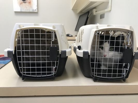 vca animal hospital lake forest